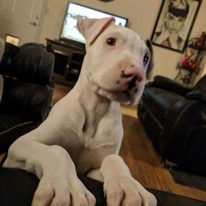 Meet your Posher, James